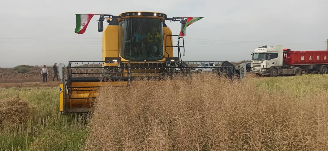 آغاز برداشت دانه روغنی کلزا وگندم از سطح مزارع کشت و صنعت دعبل خزاعی