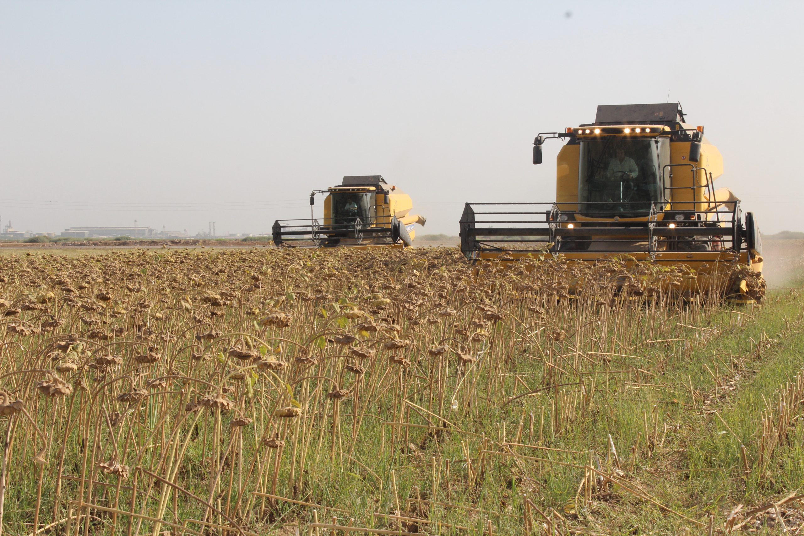 برداشت آفتاب گردان از سطح مزارع کشت و صنعت دعبل خزاعی