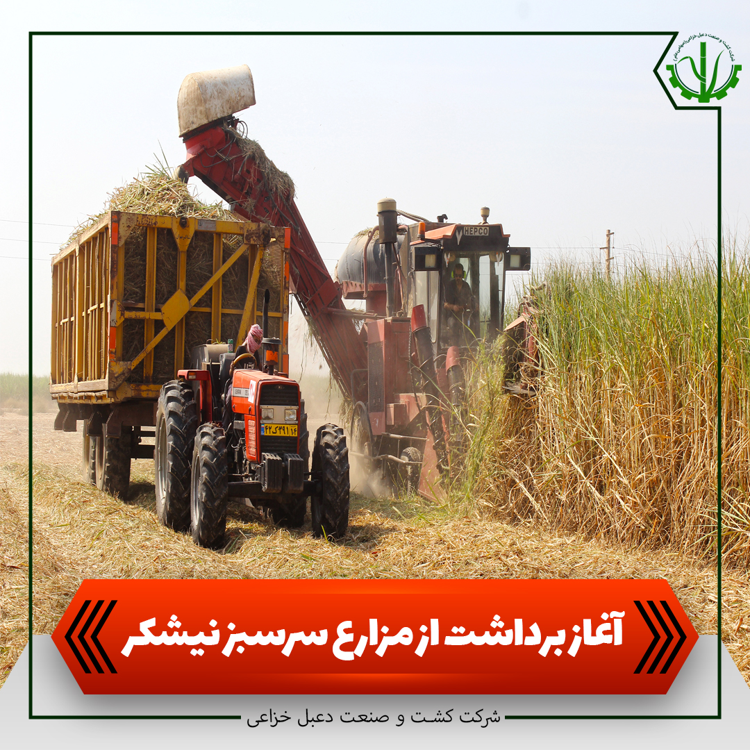 برداشت از مزارع سر سبز نیشکر به روایت تصویر