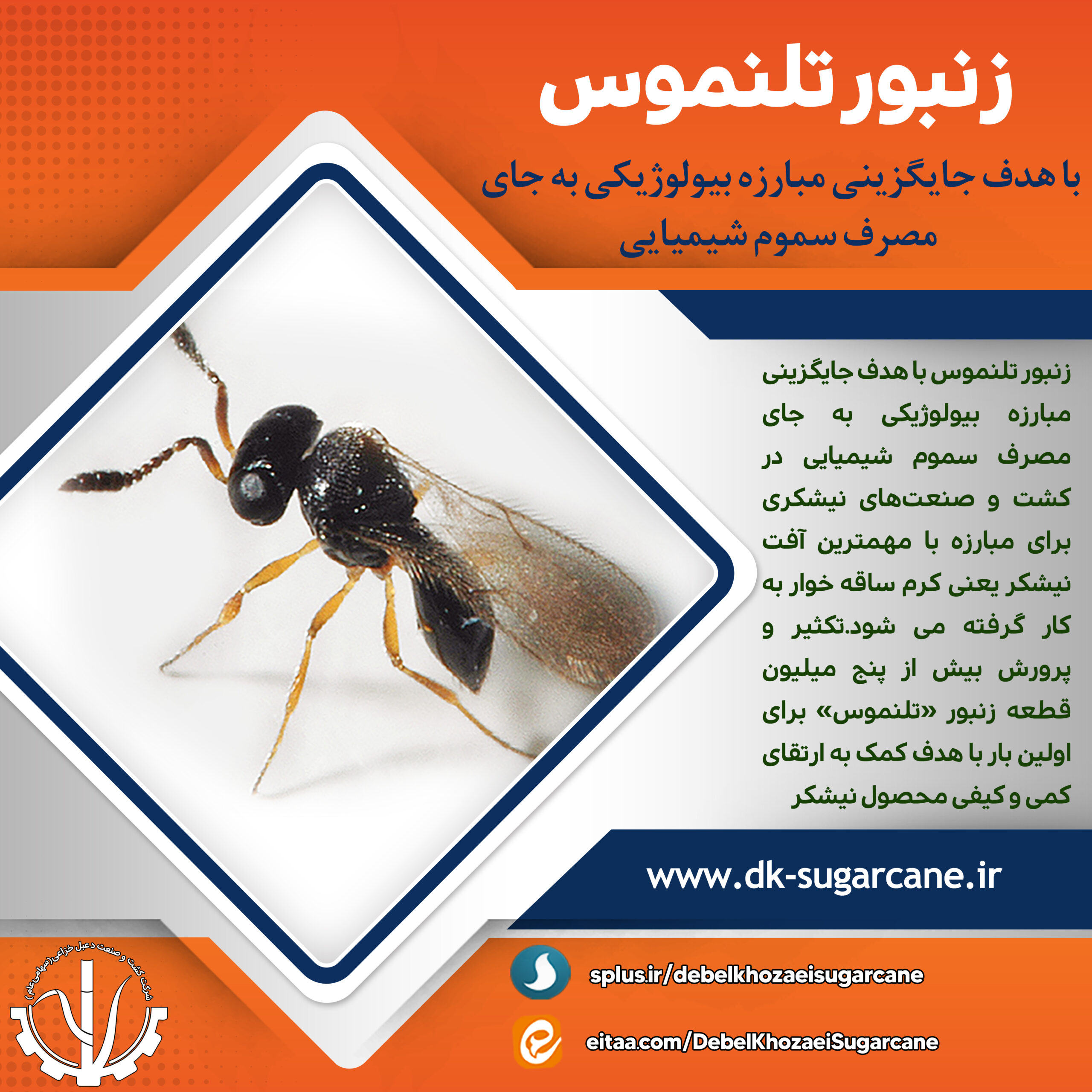 زنبور تلنموس