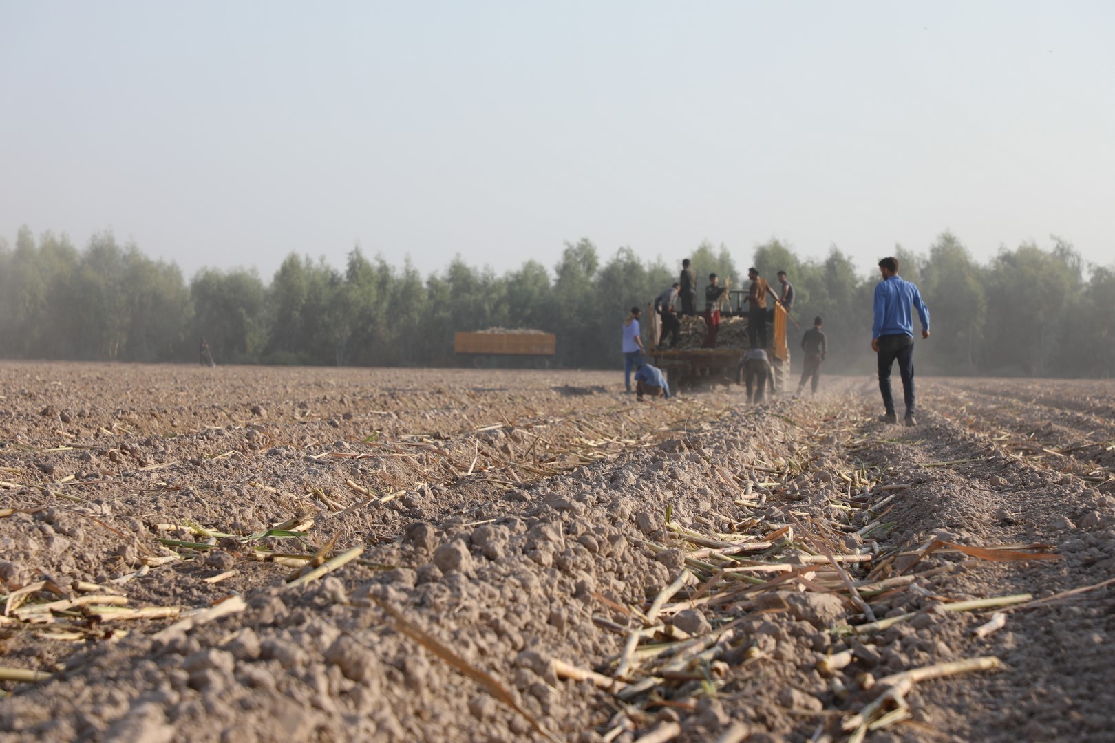 ثبت رکورد جدید: کشت 110 هکتار در روز توسط حوزه کشاورزی کشت و صنعت دعبل خزاعی