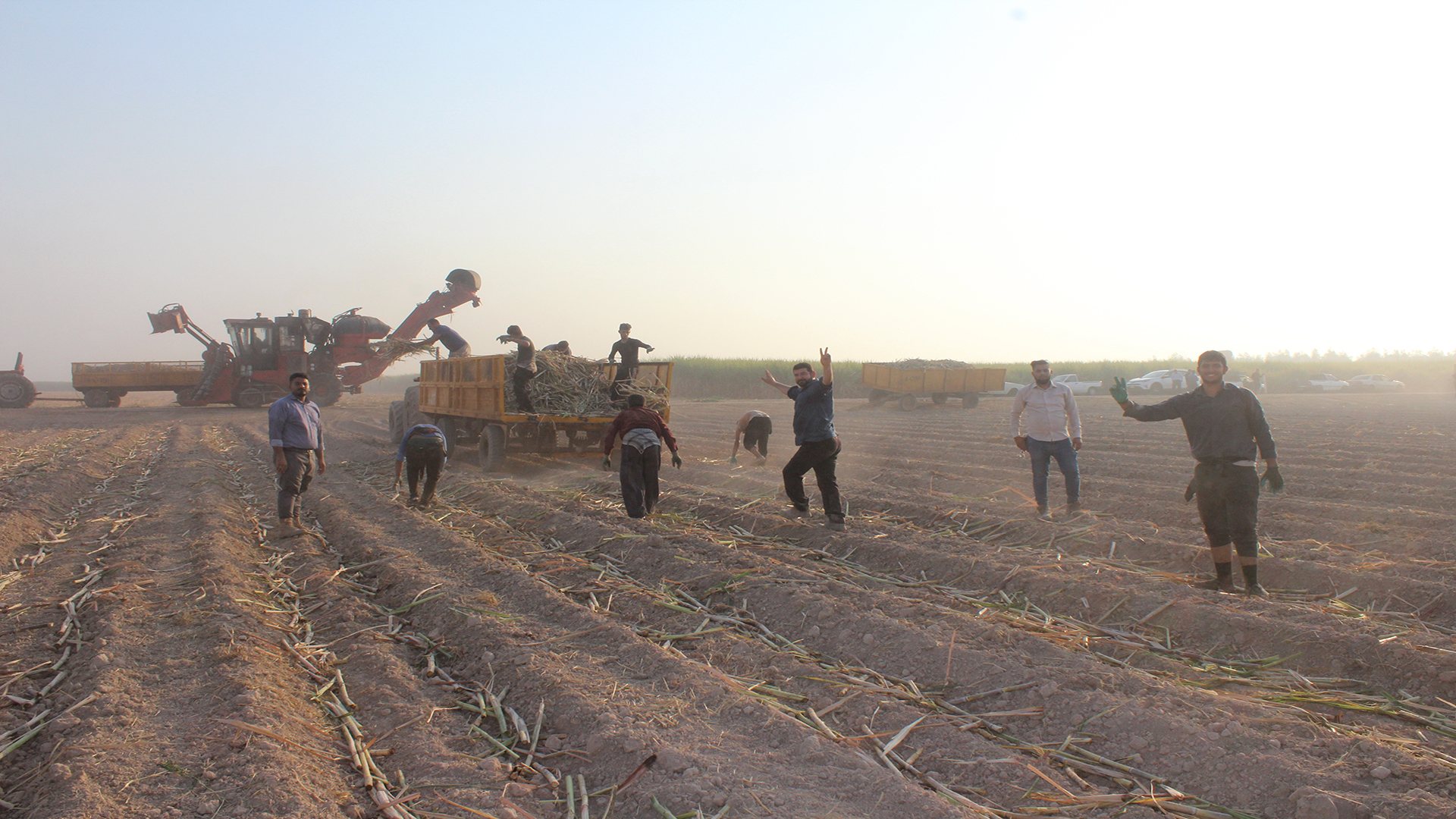 عملیات کشت نیشکر در شرکت کشت و صنعت دعبل خزاعی به روایت فیلم