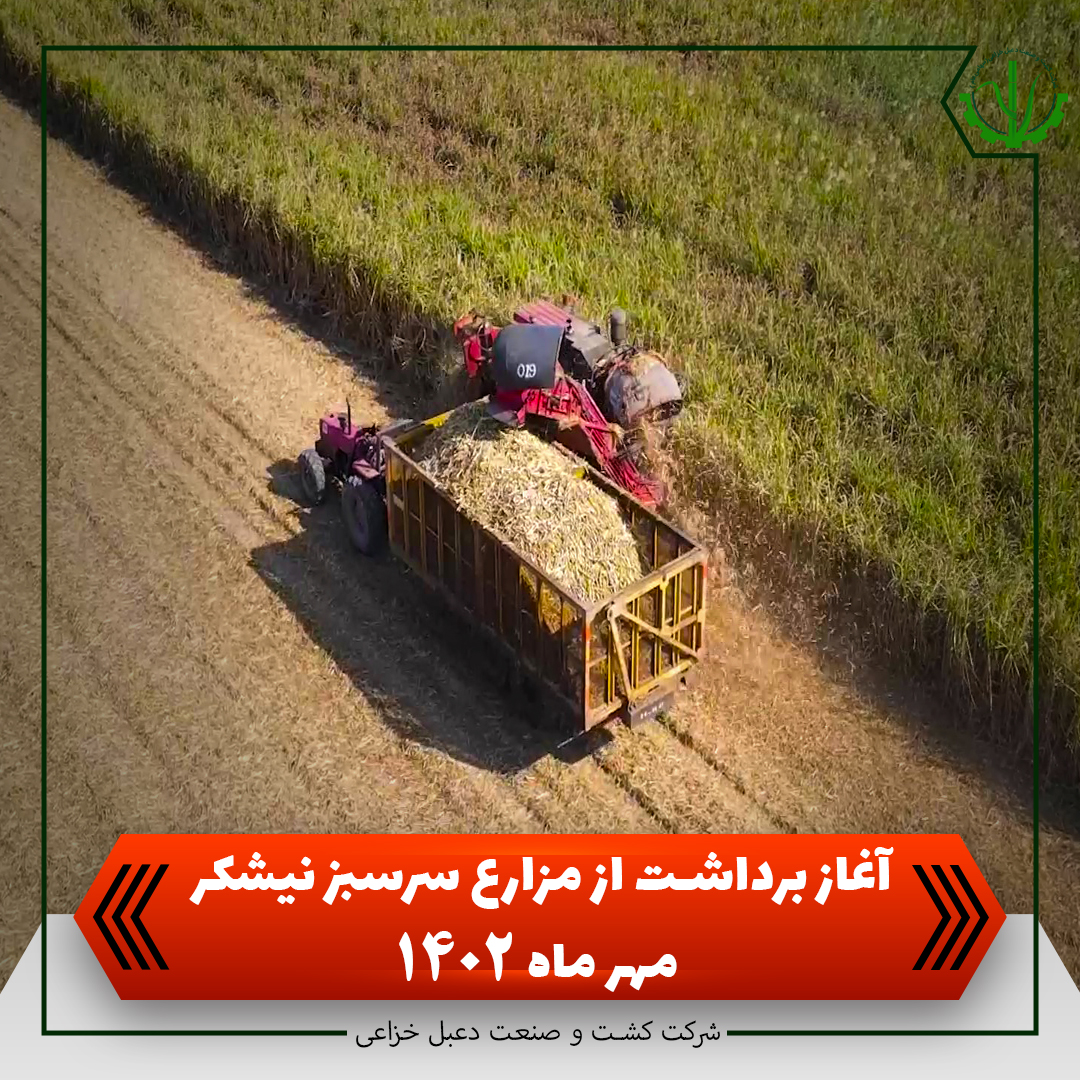 آغاز برداشت از مزارع سرسبز نیشکر کشت و صنعت دعبل خزاعی مهر ماه ۱۴۰۲ به روایت فیلم