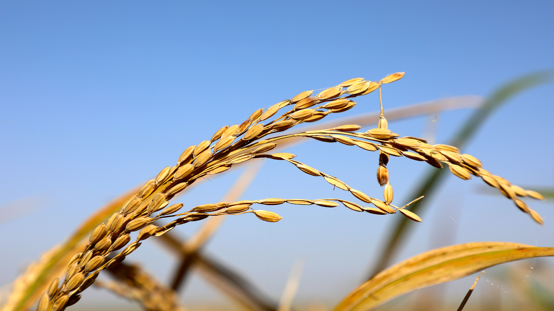 آغاز برداشت شلتوک در بین مزارع نیشکر دعبل خزاعی