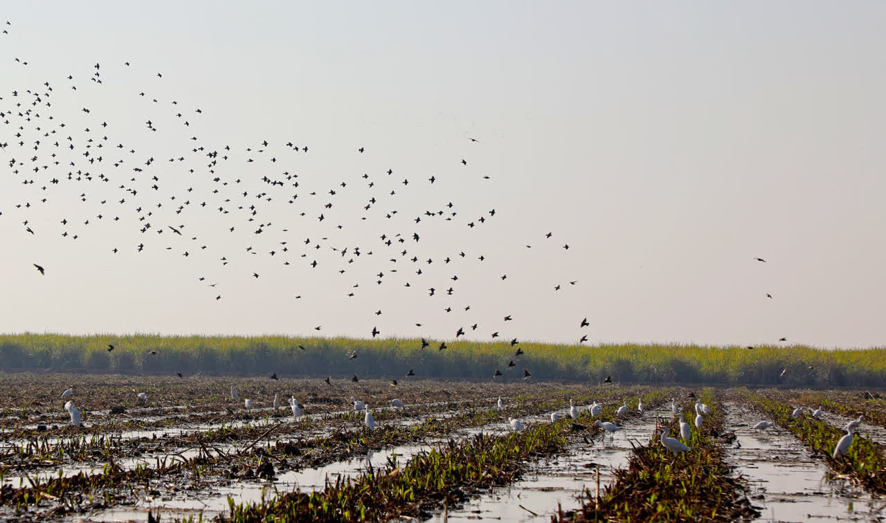 مزارع کشت و صنعت  دعبل خزاعی بهترین زیستگاه پرندگان بومی و مهاجر است