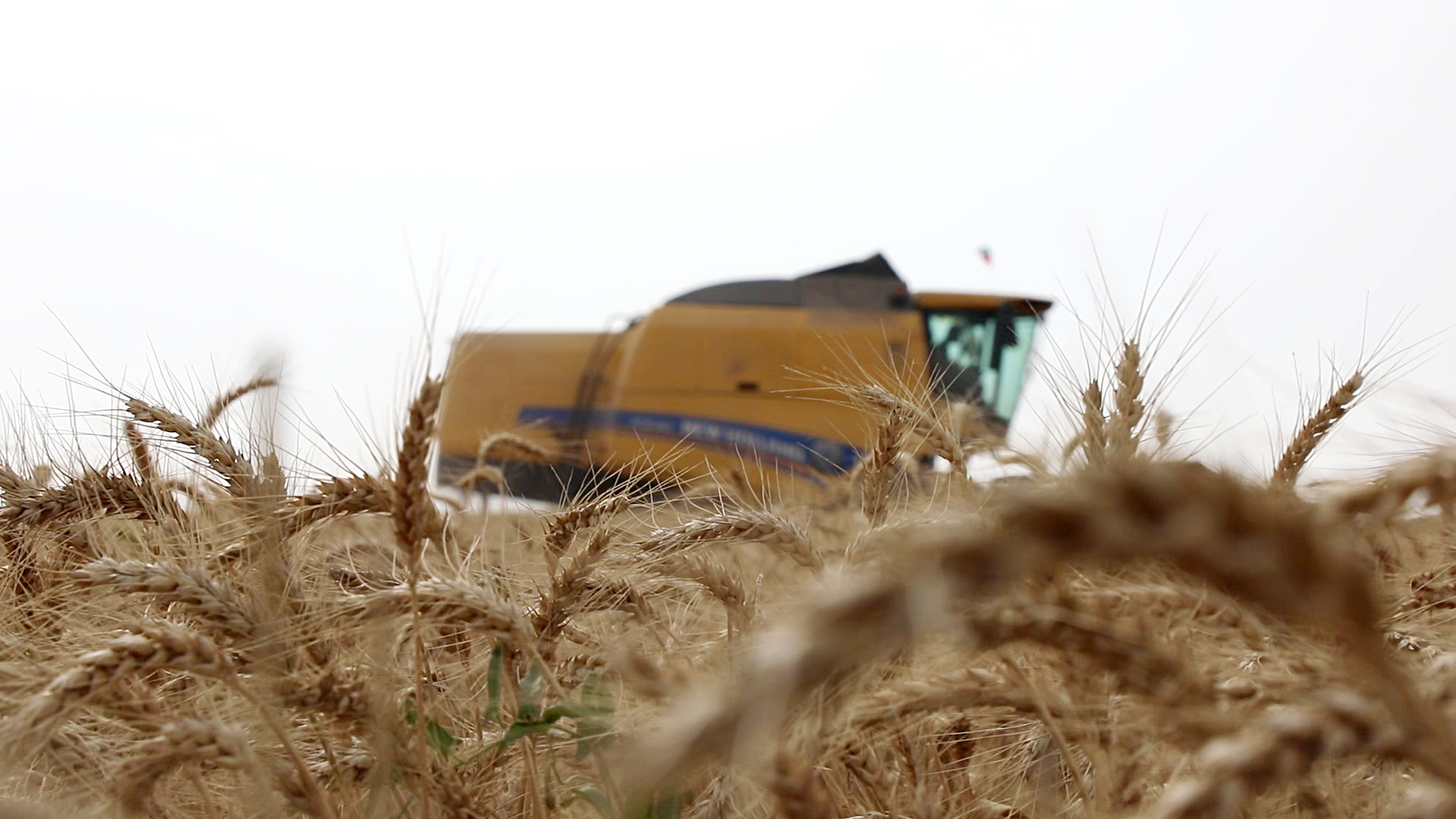 برداشت اولین خوشه های طلایی گندم کشت و صنعت دعبل خزاعی آغاز شد. برداشت اولین خوشه های طلایی گندم کشت و صنعت دعبل خزاعی آغاز شد.