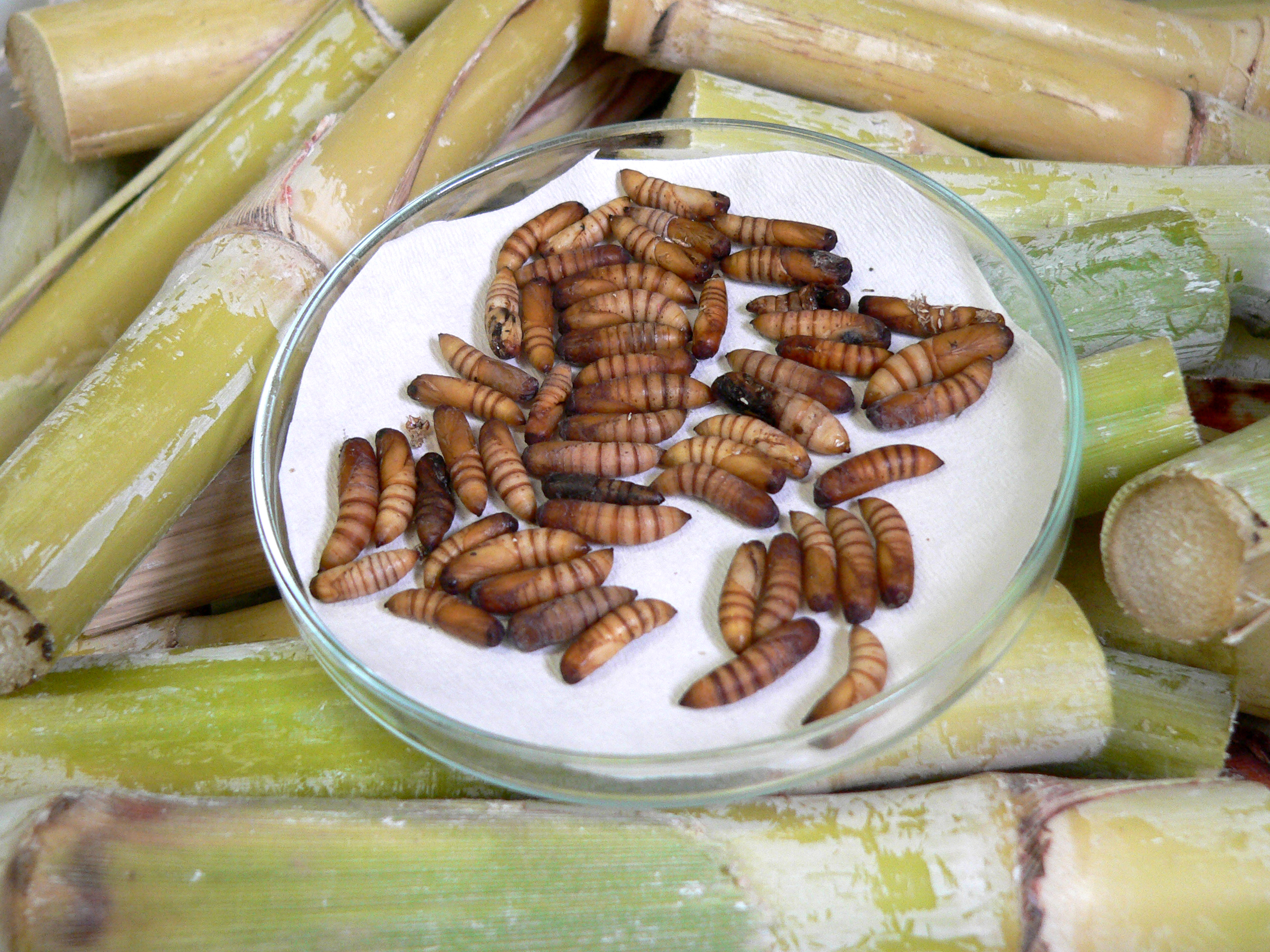 مبارزه بیولوژیک با آفات نیشکر مبارزه بیولوژیک با آفات نیشکر