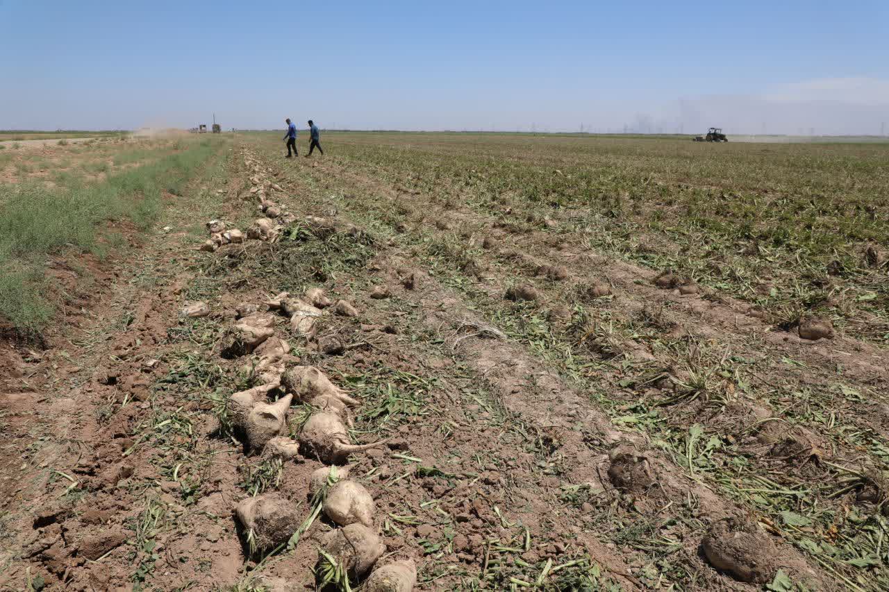 شروع برداشت چغندر قند در کشت و صنعت دعبل خزاعی شروع برداشت چغندر قند در کشت و صنعت دعبل خزاعی