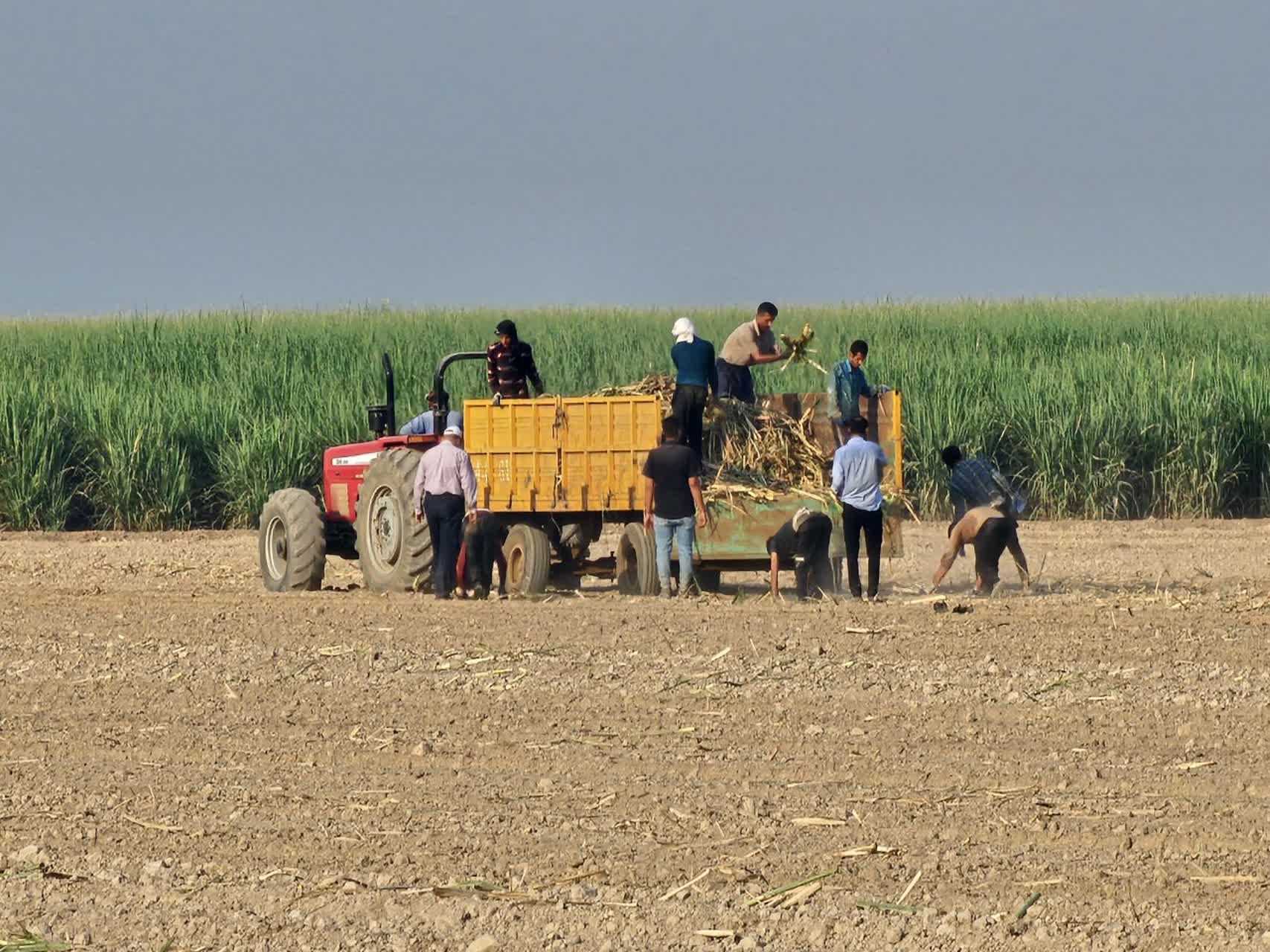 “کشت نیشکر در مزارع کشت و صنعت دعبل خزاعی آغاز گردید” “کشت نیشکر در مزارع کشت و صنعت دعبل خزاعی آغاز گردید”