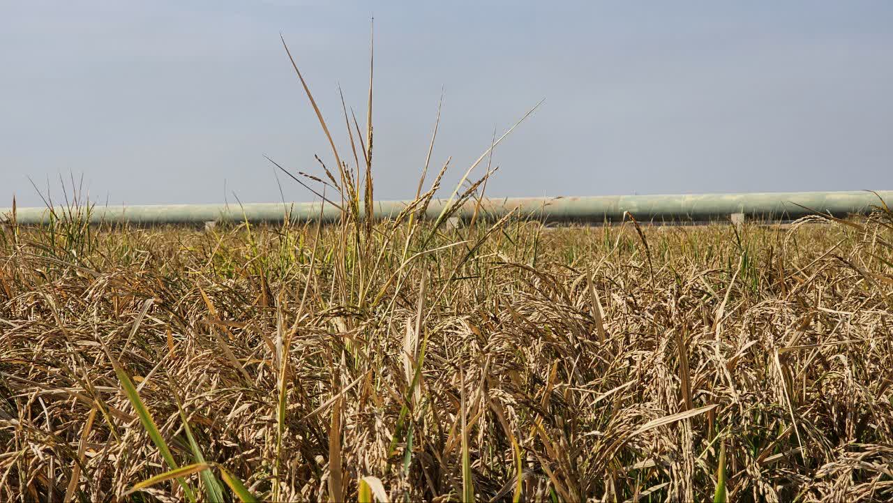 “آغاز برداشت شلتوک در کشت و صنعت دعبل خزاعی” “آغاز برداشت شلتوک در کشت و صنعت دعبل خزاعی”