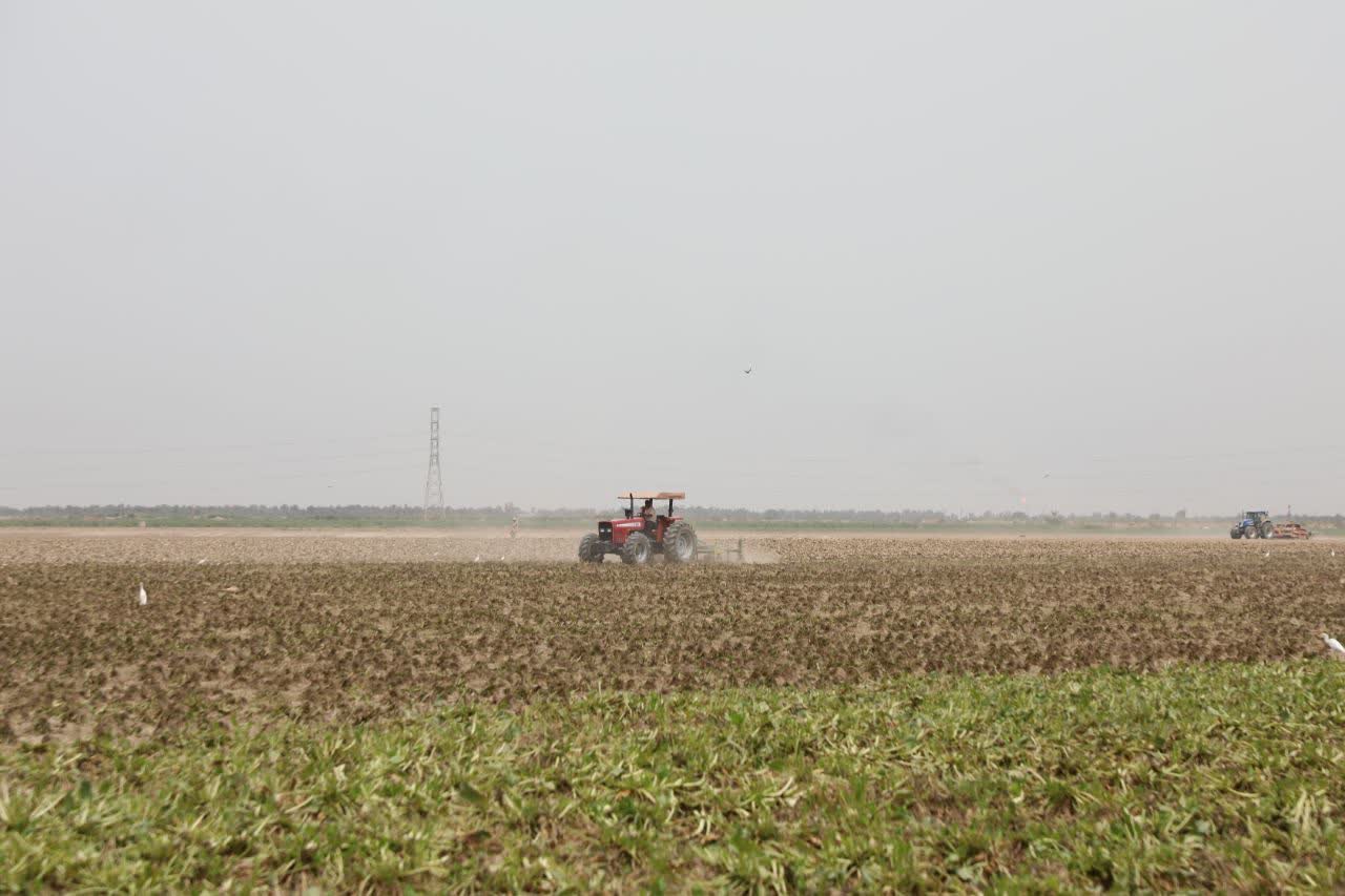 آغاز برداشت چغندر قند در شرکت کشت و صنعت دعبل خزاعی آغاز برداشت چغندر قند در شرکت کشت و صنعت دعبل خزاعی